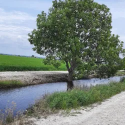 Sekinchan Paddy Fields - Kuala Selangor