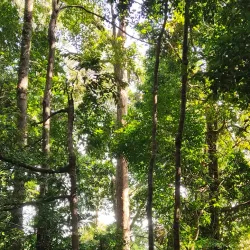 Bukit Pelindung Recreational Forest - Kuantan