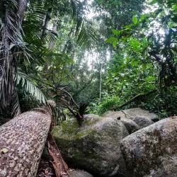 Bukit Pelindung Recreational Forest - Kuantan