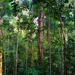 Bukit Pelindung Recreational Forest - Kuantan