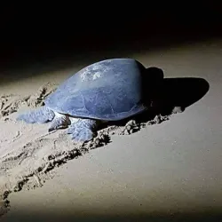 Teluk Chempedak Turtle Sanctuary - Kuantan