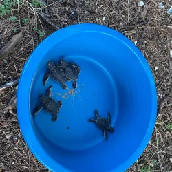 Teluk Chempedak Turtle Sanctuary - Kuantan