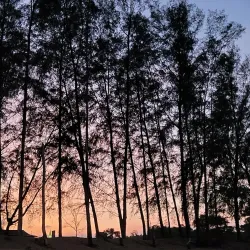 Teluk Chempedak Turtle Sanctuary - Kuantan