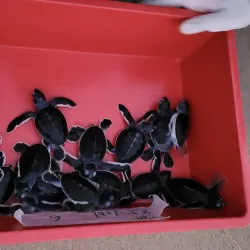 Teluk Chempedak Turtle Sanctuary - Kuantan