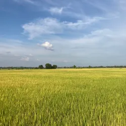 Paddy Fields of Kulim - Kulim