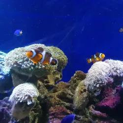 Labuan Marine Park - Labuan