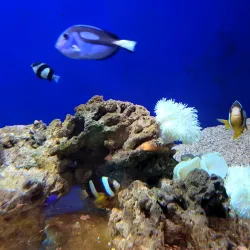 Labuan Marine Park - Labuan