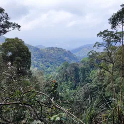 Jelebu Forest Reserve - Mantin