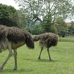 Jelita Ostrich Farm - Mantin