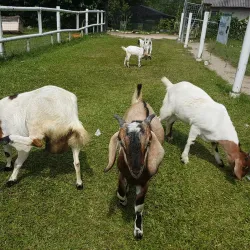 Jelita Ostrich Farm - Mantin