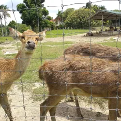 Jelita Ostrich Farm - Mantin