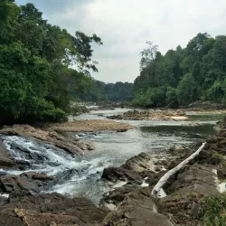 Endau-Rompin National Park - Mersing