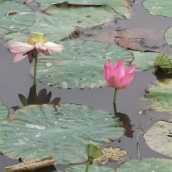 Seremban Lake Garden - Nilai