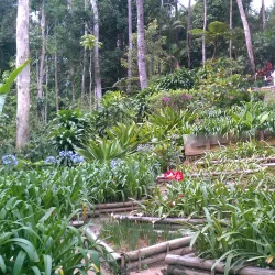 Bukit Tinggi - Pahang