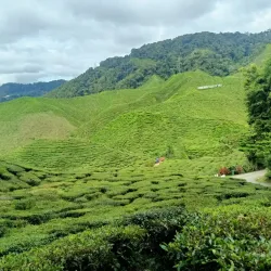 Cameron Highlands - Pahang
