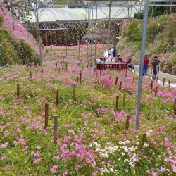 Cameron Highlands - Pahang