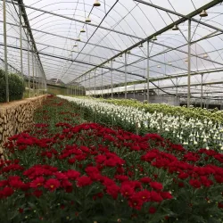 Cameron Highlands - Pahang