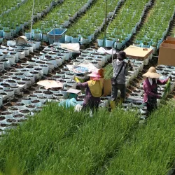 Cameron Highlands - Pahang