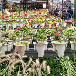 Cameron Highlands - Pahang
