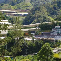 Cameron Highlands - Pahang