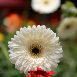 Cameron Highlands - Pahang