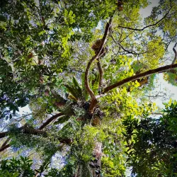 Papar Cultural Village - Papar