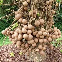Penang Botanic Gardens - Penang