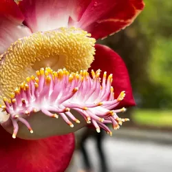 Penang Botanic Gardens - Penang