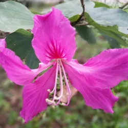 Puchong Perdana Lake Park - Puchong
