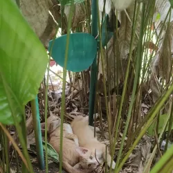 Puchong Perdana Lake Park - Puchong