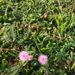 Taman Puchong Utama - Puchong