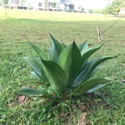 Taman Puchong Utama - Puchong