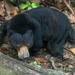 Bornean Sun Bear Conservation Centre - Sandakan