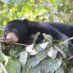 Bornean Sun Bear Conservation Centre - Sandakan