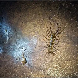 Gomantong Caves - Sandakan