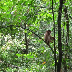 Gomantong Caves - Sandakan