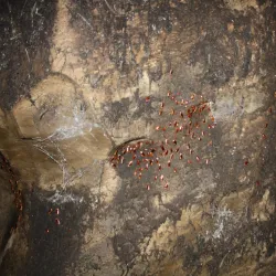 Gomantong Caves - Sandakan