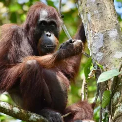 Gomantong Caves - Sandakan