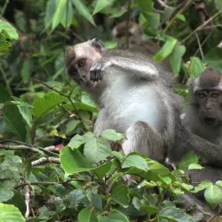Kinabatangan River - Sandakan