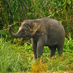 Kinabatangan River - Sandakan