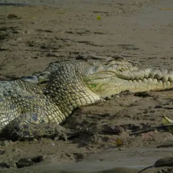 Kinabatangan River - Sandakan