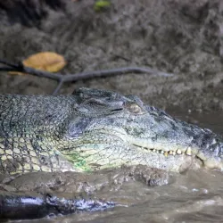 Kinabatangan River - Sandakan