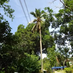 Kinabatangan River - Sandakan