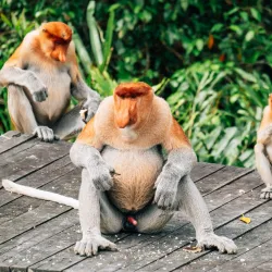 Labuk Bay Proboscis Monkey Sanctuary - Sandakan