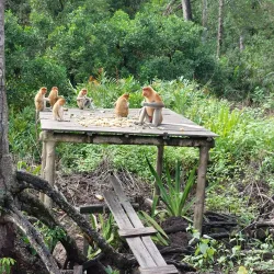 Labuk Bay Proboscis Monkey Sanctuary - Sandakan