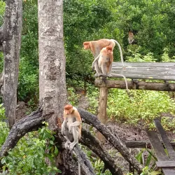 Labuk Bay Proboscis Monkey Sanctuary - Sandakan