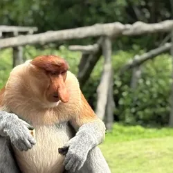 Labuk Bay Proboscis Monkey Sanctuary - Sandakan
