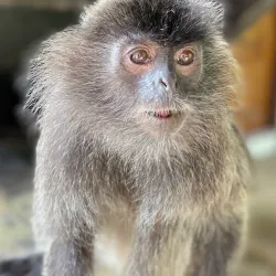 Labuk Bay Proboscis Monkey Sanctuary - Sandakan