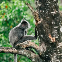 Labuk Bay Proboscis Monkey Sanctuary - Sandakan