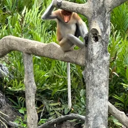 Labuk Bay Proboscis Monkey Sanctuary - Sandakan
